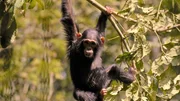 Im Kibale Nationalpark lebt die gr&ouml;&szlig;te bisher bekannte Schimpansengruppe: Sie hat mehr als 200 Mitglieder.