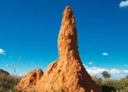 Die Belüftung eines Termitenbaus ist für die Wissenschaft interessant. Die Belüftung eines Termitenbaus ist für die Wissenschaft interessant.