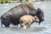 Im Spätsommer überqueren die Bisons den Yellowstone River im Nationalpark mühelos. Im Spätsommer überqueren die Bisons den Yellowstone River im Nationalpark mühelos.