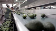 Israel/Westjordanland: Gewachst und verpackt gehen Avocados auf die Reise: Im Idealfall landen sie in 6-10 Tagen in den europäischen Supermarktregalen. Israel/Westjordanland: Gewachst und verpackt gehen Avocados auf die Reise: Im Idealfall landen sie in 6-10 Tagen in den europäischen Supermarktregalen.