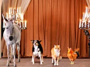 Esel, Hund, Katze und Hahn als "Bremer Stadtmusikanten" aus dem gleichnamigen Märchen der Gebrüder Grimm.