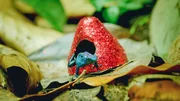 Der blaue Pfeilgiftfrosch fühlt sich wohl in seinem weihnachtlichen Zuhause.