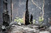 Bereits Tage nachdem Feuer erscheinen die ersten Farne aus dem verkohlten Waldboden. Ein beeindruckendes Zeichen der Widerstandsfähigkeit des Ökosystems Wald. Bereits Tage nachdem Feuer erscheinen die ersten Farne aus dem verkohlten Waldboden. Ein beeindruckendes Zeichen der Widerstandsfähigkeit des Ökosystems Wald.