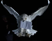 Schnee-Eule “Hedwig” mit Brief Schnee-Eule “Hedwig” mit Brief