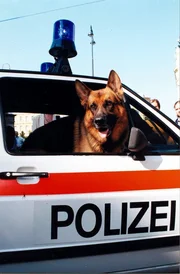 Rex im Polizeiauto