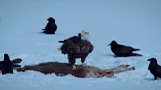 Wei&szlig;kopfseeadler verzehren einen Hirschkadaver.