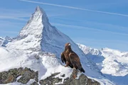 Die Alpen - Zauber der Wildnis, Winterfreuden, Steinadler vor Matterhorn Die Alpen - Zauber der Wildnis, Winterfreuden, Steinadler vor Matterhorn