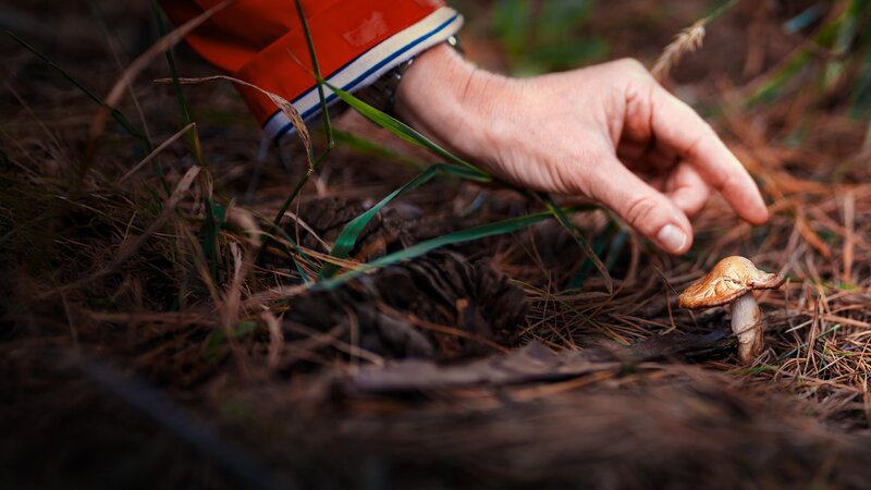 Murder by mushrooms – Tödliches Familienessen (AUS, 2024)