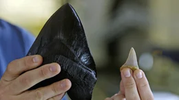Die Z&auml;hne eines Wei&szlig;en Haies (rechts) geben Aufschluss &uuml;ber die gigantischen Ausma&szlig;e und Kraft seines pr&auml;historischen Vorfahren Megalodon.