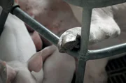 Was empfinden Tiere? Eine Sau in einem Kastenstand kann sich wochenlang nicht umdrehen. Was empfinden Tiere? Eine Sau in einem Kastenstand kann sich wochenlang nicht umdrehen.
