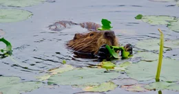 Biber ern&auml;hrt sich von Seerosenbl&auml;ttern.
