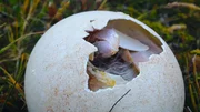 Ein Erbe der Dinosaurier: Auch Vögel legen Eier, aus denen ihre Nachkommen schlüpfen. Ein Erbe der Dinosaurier: Auch Vögel legen Eier, aus denen ihre Nachkommen schlüpfen.