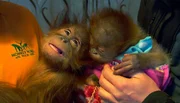 Die kleine Rieke ist angekommen. Im englischen "Monkey World" scheint die Chemie zu stimmen.