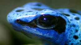 Blauer Baumsteiger Frosch.