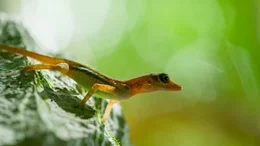 Anolis (Saumfingerechsen).