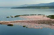 Die Flamingos sind im Laufe der Evolution immun gegen die giftigen Algen des Sees geworden. Durch den Verzehr der Algen und Kleinkrebse des Sees färbt sich ihr Gefieder rosa oder orange. Die Flamingos sind im Laufe der Evolution immun gegen die giftigen Algen des Sees geworden. Durch den Verzehr der Algen und Kleinkrebse des Sees färbt sich ihr Gefieder rosa oder orange.