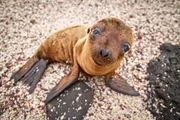 Baby Galapagos sea lion looking at the camera in the wild