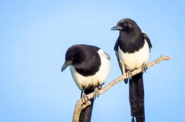 Elstern sind monogam und bleiben ein Leben lang als P&auml;rchen zusammen. Deshalb werden die ersten PartnerInnen auch sehr sorgf&auml;ltig ausgesucht.