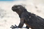 The marine iguana, also known as the sea iguana, saltwater iguana, or Gal&aacute;pagos marine iguana, is a species of iguana found only on the Gal&aacute;pagos Islands.