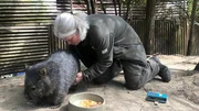 &Uuml;berraschung bei den Tasmanischen Nacktnasenwombats! Wombat-Weibchen Maya hat ein Geheimnis im Beutel, das bisher gut versteckt war. Die Erdh&ouml;hlen-Bewohnerin erwartet zum zweiten Mal Nachwuchs. Tierpflegerin Sylvia Nietfeld hat die kleine Beule an Mayas Bauch entdeckt.
