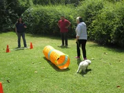 Jacqueline Wilson arbeitet mit den kleinen Hunden und ihren Inhabern