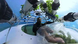 Basilikum aus "Nemo&rsquo;s Garden": Familie Gamberini aus Italien hat den bahnbrechenden Gem&uuml;seanbau im Meer entwickelt.