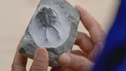 In Marokko trifft der Pal&auml;ontologe Philipe Havlik einen lokalen Fossilienh&auml;ndler, der ihm ein Trilobitenfossil zeigt.