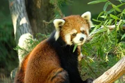 Red panda on Exhibit