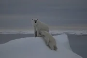 Eine Eisbärenmutter mit einem knapp einjährigen Jungen. Eine Eisbärenmutter mit einem knapp einjährigen Jungen.