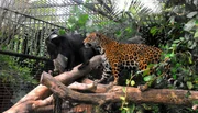Jaguare Negra (l) und Yellow- Nicht nur für die Otter, sondern auch für die Jaguare gibt es heute besonders frisches Futter - und zwar lebendige Fische! Mit den flotten Forellen wollen Heiner und Matthias prüfen, wie es um den Jagdtrieb der Raubtiere bestellt ist. Eine große Herausforderung für die wasserscheue Jaguardame Negra! Jaguare Negra (l) und Yellow- Nicht nur für die Otter, sondern auch für die Jaguare gibt es heute besonders frisches Futter - und zwar lebendige Fische! Mit den flotten Forellen wollen Heiner und Matthias prüfen, wie es um den Jagdtrieb der Raubtiere bestellt ist. Eine große Herausforderung für die wasserscheue Jaguardame Negra!