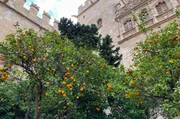 Wie an vielen Stellen im Stadtgebiet stehen auch im Innenhof von Valencias ber&uuml;hmter Seidenb&ouml;rse Orangenb&auml;ume.