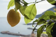 Das Besondere an der Amalfi-Zitrone: Sie hat eine sehr d&uuml;nne, aromatische Schale und kaum Kerne.