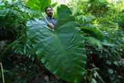 Hazen im Nebelwald bei der Ernte von riesigen Elefantenohrbl&auml;ttern. (National Geographic/George Watts)