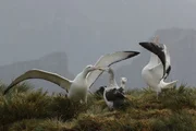 DOK - Insel der Albatrosse. Albatrosse auf Bird Island. DOK - Insel der Albatrosse. Albatrosse auf Bird Island.