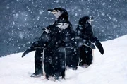 Z&uuml;gelpinguin im Schnee auf der antarktischen Halbinsel.