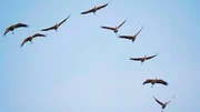 Kraniche fliegen auf ihrem Vogelzug im Frühjahr und Herbst im Schwarm, häufig in der Form eines V’s. Ältere, erfahrene Vögel führen die Reise an und wechseln sich von Zeit zu Zeit ab. Sie trompeten laut im Flug, um untereinander in Kontakt zu bleiben. Von uns Menschen werden sie oft nur durch ihr kilometerweit hörbares Rufen am Himmel entdeckt. Kraniche fliegen auf ihrem Vogelzug im Frühjahr und Herbst im Schwarm, häufig in der Form eines V’s. Ältere, erfahrene Vögel führen die Reise an und wechseln sich von Zeit zu Zeit ab. Sie trompeten laut im Flug, um untereinander in Kontakt zu bleiben. Von uns Menschen werden sie oft nur durch ihr kilometerweit hörbares Rufen am Himmel entdeckt.
