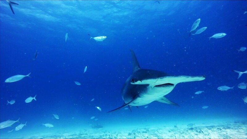 Hammerhaie hautnah (USA, 2016)