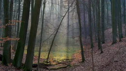 Der Buchenwald "Grumsin" in der Schorfheide geh&ouml;rt zum UNESCO Weltnaturerbe.