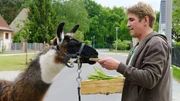 Durch eine Verwechslung ist Fritz Fuchs (Guido Hammesfahr) zum Lama-Besitzer aufgestiegen. Was so ein Tier wohl gerne frisst?