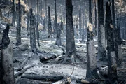 Im Sommer 2022 wüteten wochenlang verheerende Waldbrände im Elbsandsteingebirge. Riesige Flächen im Herz im Herz des Nationalparks wurden zerstört. Zurüch blieb eine leblose, scheinbar apokalyptische Welt. Im Sommer 2022 wüteten wochenlang verheerende Waldbrände im Elbsandsteingebirge. Riesige Flächen im Herz im Herz des Nationalparks wurden zerstört. Zurüch blieb eine leblose, scheinbar apokalyptische Welt.