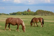 Auf der Insel Neuwerk, die zu Hamburg geh&ouml;rt, haben Pferde viel Auslauf und saftige Wiesen.