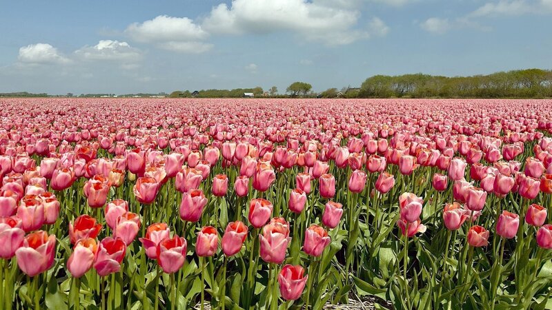 Die Niederlande - Kleines Land - Große Ideen (D, 2025)