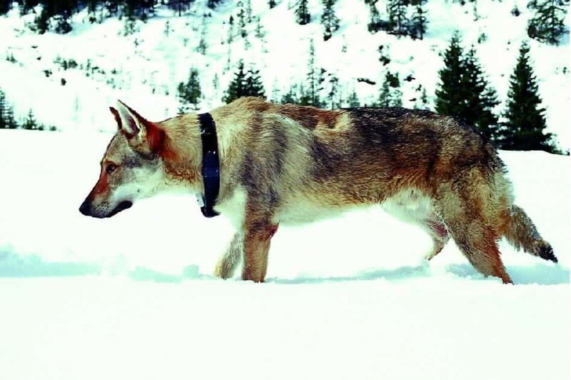 Der Weihnachtswolf (D, 2000)