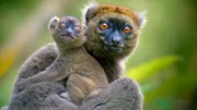Ein Gro&szlig;er Bambuslemur (Prolemur simus) mit Mutter und Jungtier. Sie ern&auml;hren sich nahezu ausschlie&szlig;lich von der cyanidhaltigen Bambusart Cathariostachys madagascariensis. F&uuml;r die meisten Tiere ist diese Pflanze t&ouml;dlich; wie die Lemuren das Gift verstoffwechseln, ist bislang unbekannt. Ihre typische t&auml;gliche Aufnahmemenge w&auml;re jedoch f&uuml;r Menschen t&ouml;dlich.