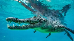 Krokodil.