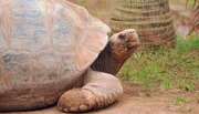 Neues Weibchen für Tom: Lange musste Galapagos-Schildkröte Tom alleine im Gehege leben. Denn für seine kleine Gefährtin war er ein zu stürmischer Liebhaber. Neues Weibchen für Tom: Lange musste Galapagos-Schildkröte Tom alleine im Gehege leben. Denn für seine kleine Gefährtin war er ein zu stürmischer Liebhaber.