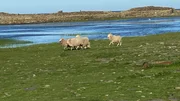 Die Schafe auf North Ronaldsay sind perfekt an das raue Klima angepasst. Sieern&auml;hren sich haupts&auml;chlich von Seetang.