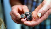Personalausweis f&uuml;r die Roten Kardin&auml;le: Bei den mittelamerikanischen Singv&ouml;geln sind vor einer Woche zwei K&uuml;ken geschl&uuml;pft. Die Kleinen werden langsam fl&uuml;gge und verlassen mit zw&ouml;lf Tagen schon das Nest. H&ouml;chste Zeit, dass sie nun ihren Personalausweis, den Ring um ihr Beinchen bekommen. Nun beginnt die Fummelarbeit, denn die geschlossenen Ringe m&uuml;ssen &uuml;ber die Zehen auf die Beinchen der Nestlinge gef&auml;delt werden. Tierpfleger Jens Krause muss sehr aufpassen, die zerbrechlich wirkenden Jungv&ouml;gel dabei nicht zu verletzen.