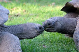 Riesenschildkr&ouml;ten, Bird Island.