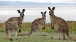Australisches Riesenk&auml;nguruh auf Maria Island